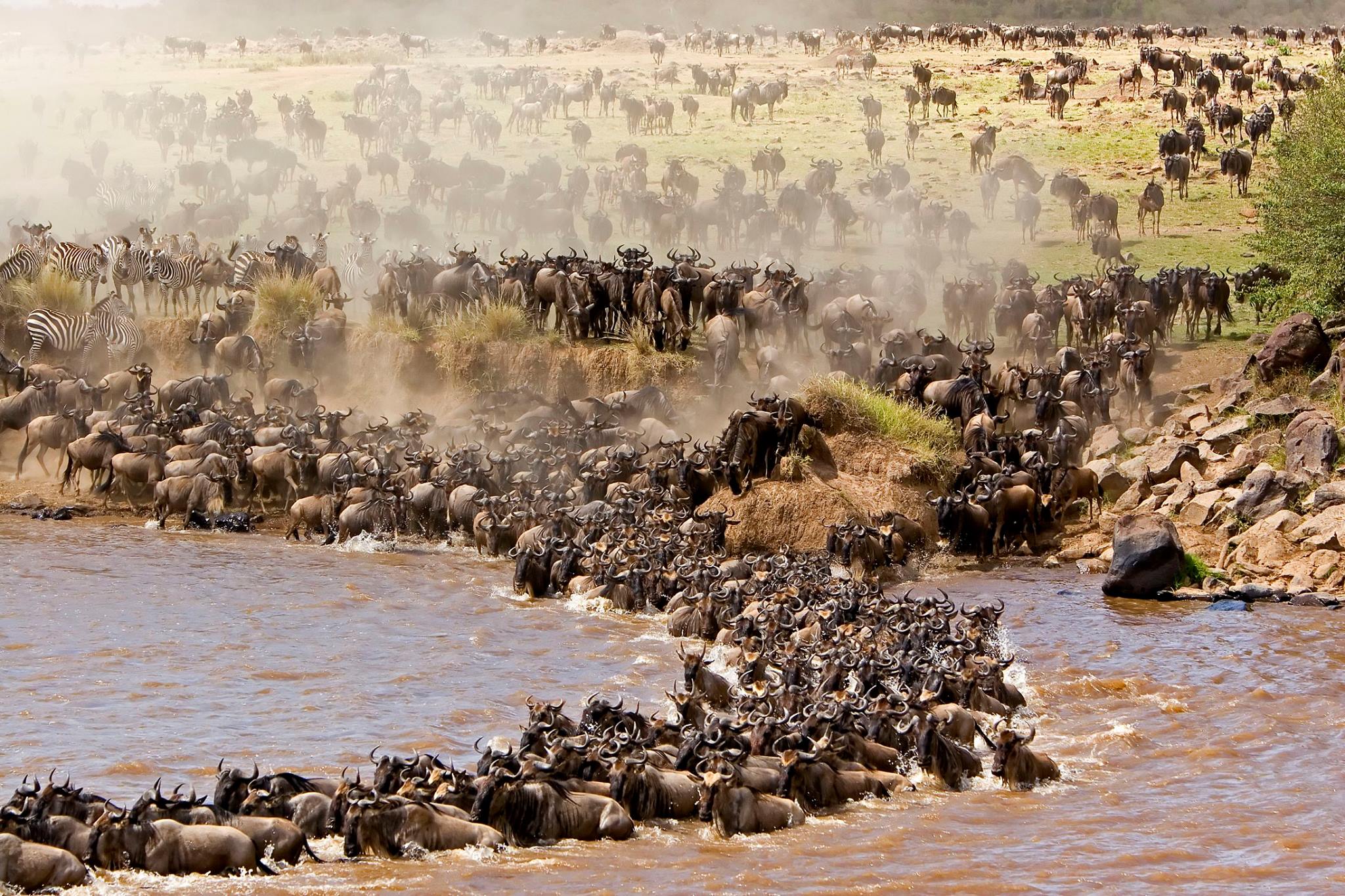 Interesting Facts about Wildebeest Migration in Tanzania -The largest overland wildebeest Migration in Serengeti - Tanzania travel blog post