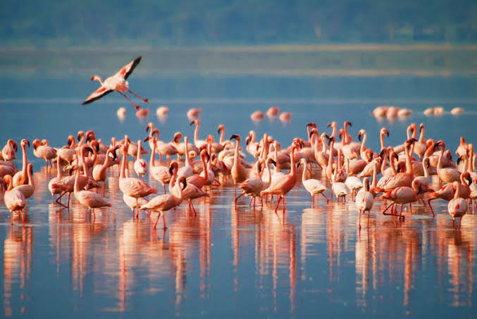 Lake Manyara National Park National Park - Tanzania Safari Destination with Juhudi Expedition