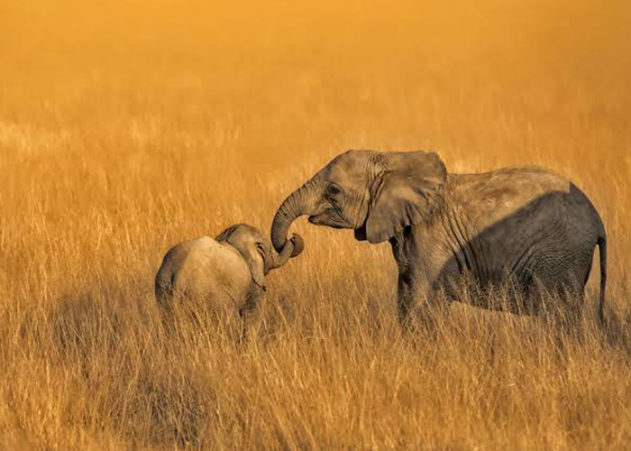Tarangire National Park National Park - Tanzania Safari Destination with Juhudi Expedition