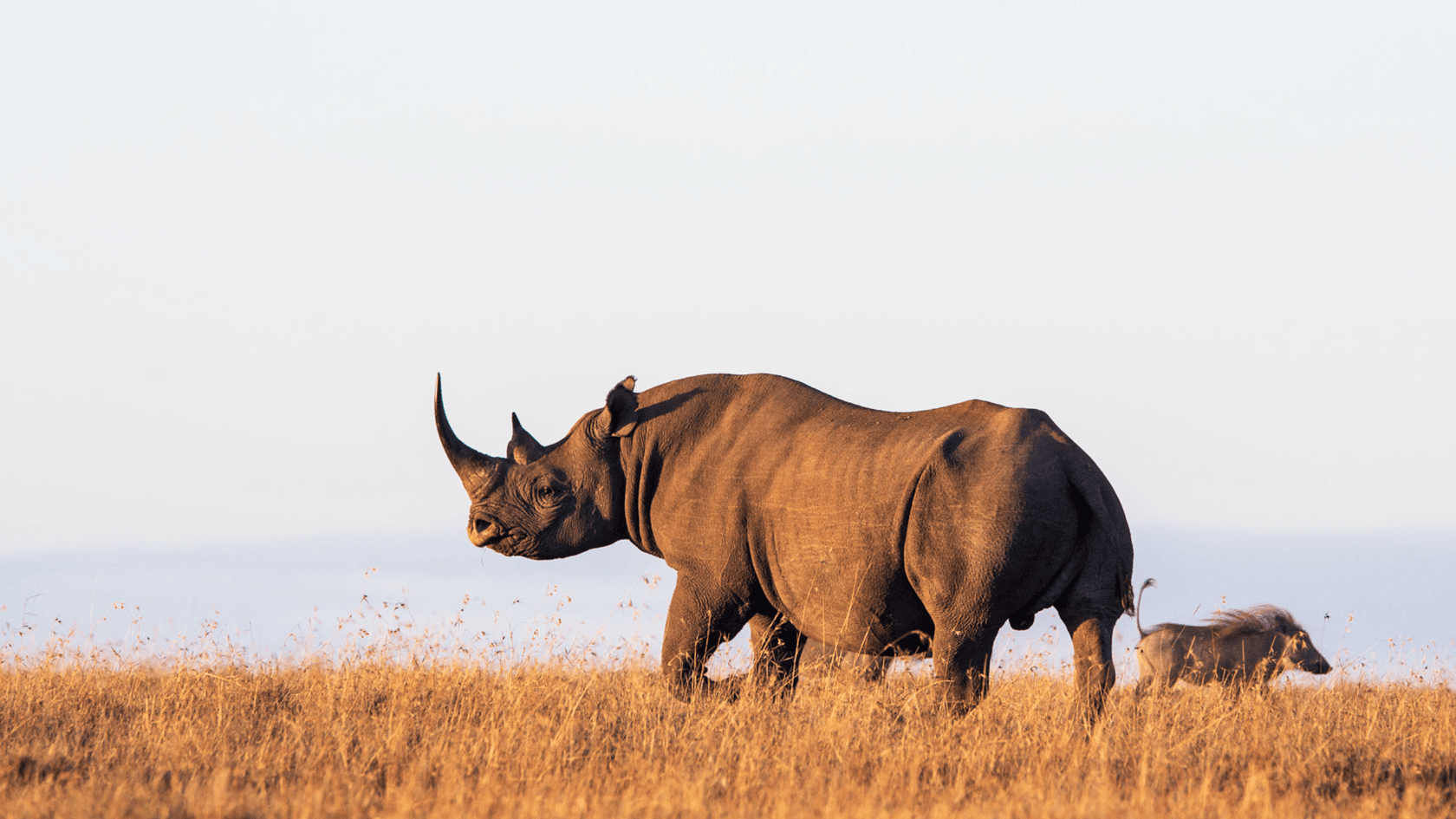 5 Days Tanzania Luxury Safari - Safari Tour