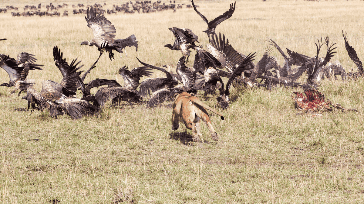 7 Days Tanzania Luxury Safari - Safari Tour