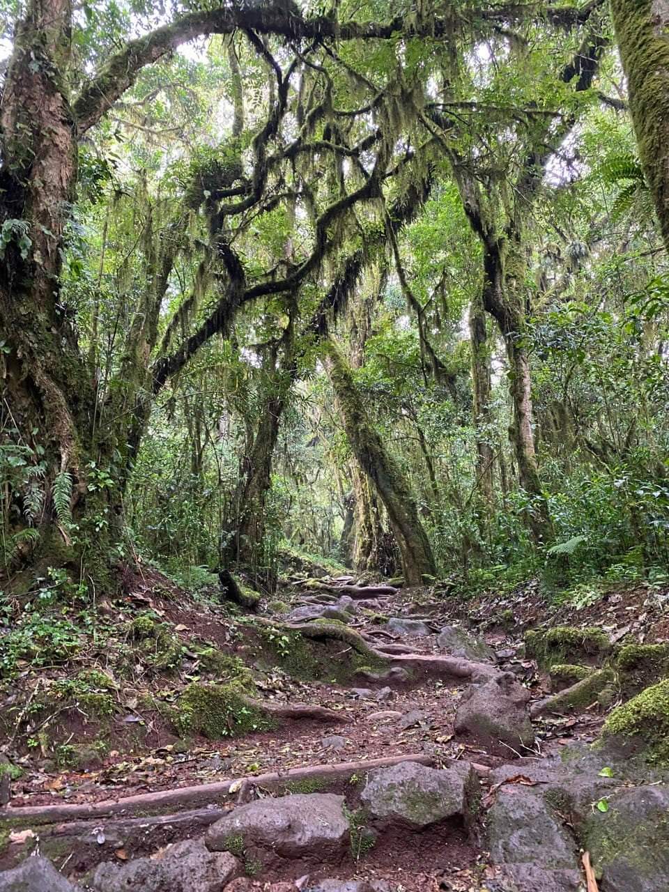 6 Days Marangu Route  - Kilimanjaro Trek