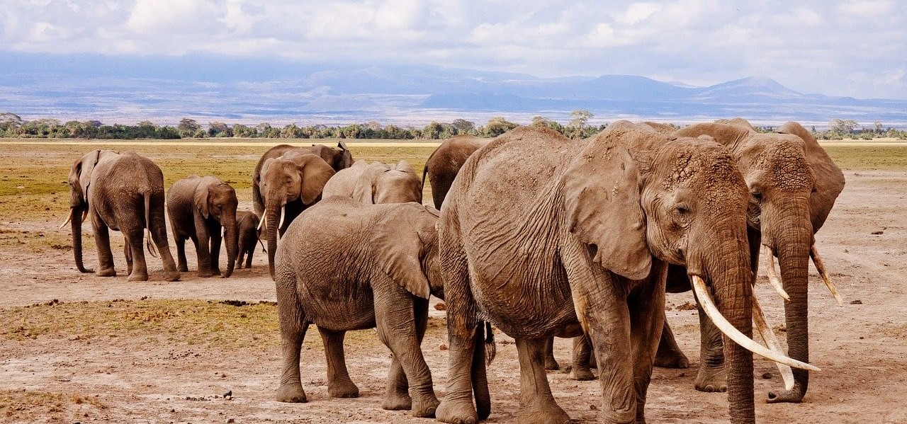 Tanzania Safari Tours - Wildlife Safaris in Serengeti and Ngorongoro with Juhudi Expedition