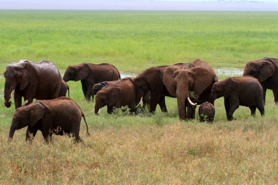 Image Slider No: 2 Tanzania Walking Safaris