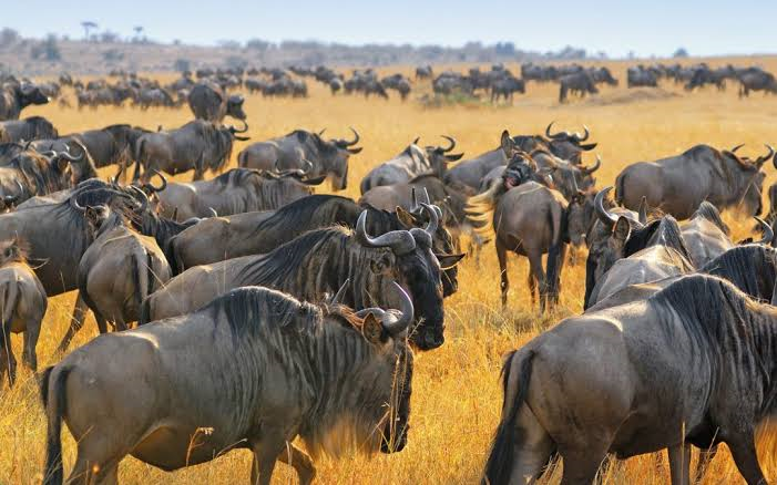 What Is the Serengeti Famous For? - Tanzania Safari & Kilimanjaro Travel Blog