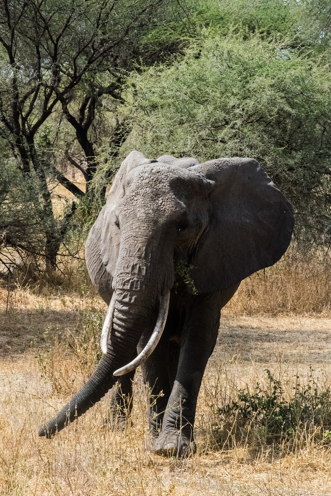 Tarangire National Park Tanzania Safari - Elephant Herds Wildlife
