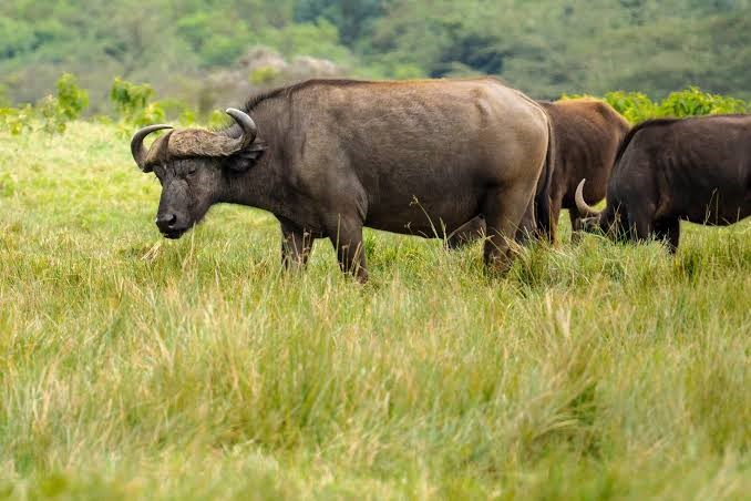 Arusha National Park Day Trip - Day Trip