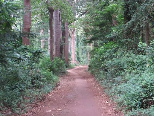 Rau  Forest  Day Trip 