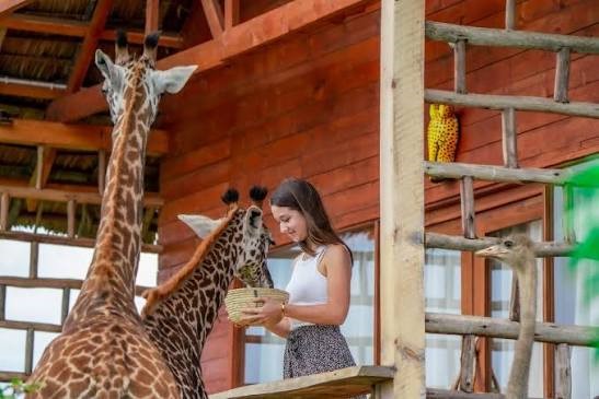 Serval Wildlife Day Tour - Tanzania adventure and activities