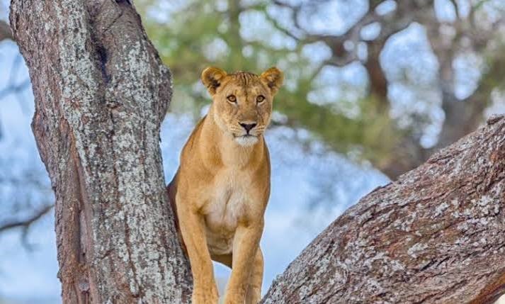 Tarangire National Park Day Trip - Tanzania adventure and activities