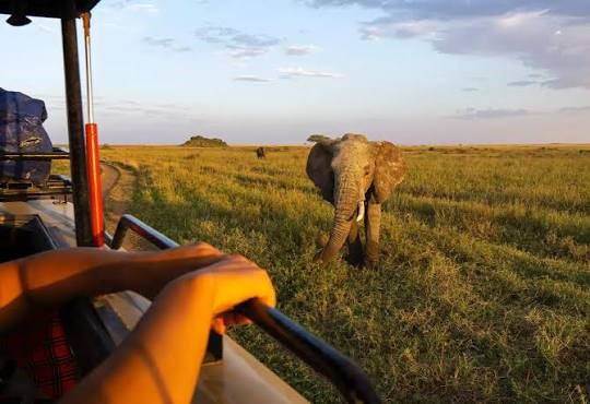 Tarangire National Park Day Trip - Tanzania tour highlights and experiences
