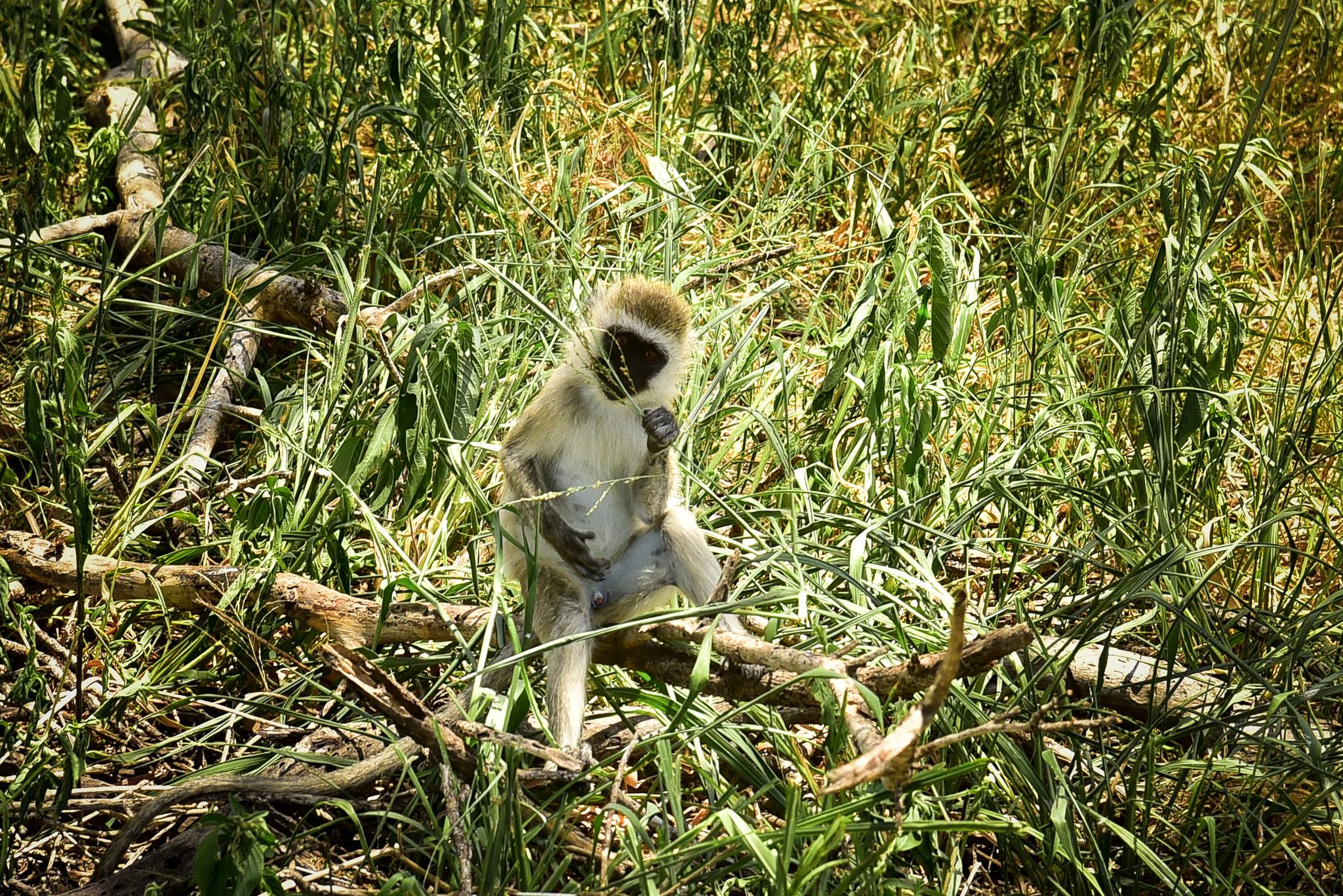 Image Slider No: 3 4 Day Tanzania  Camping Safari