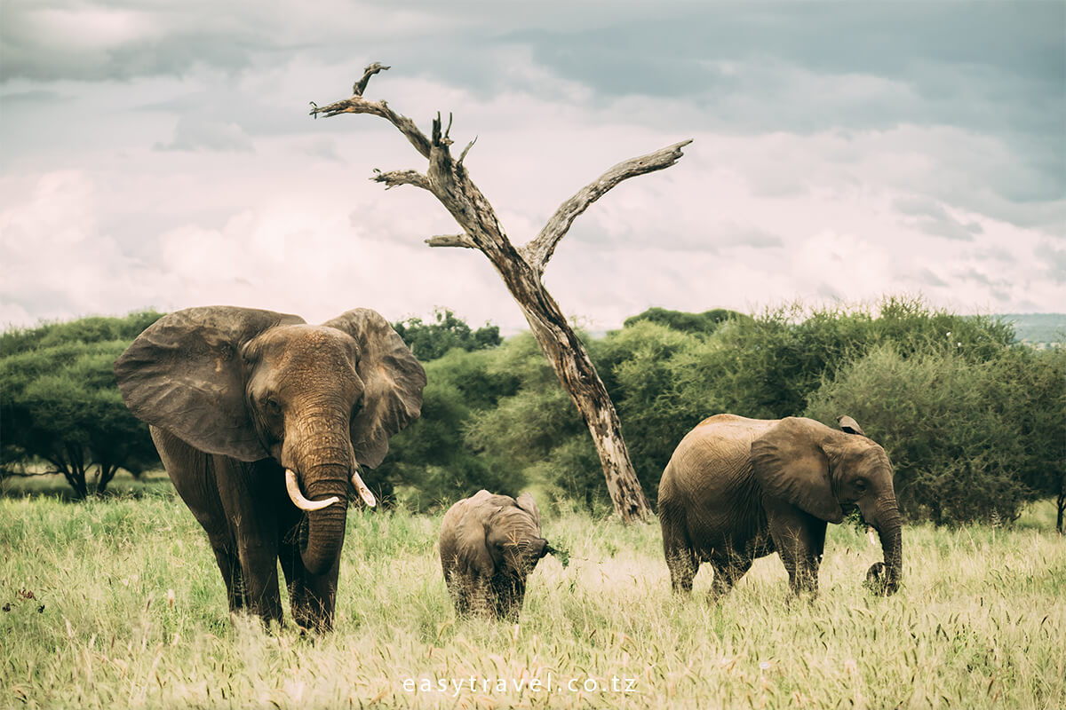 Image Slider No: 3 Ngorongoro Conservation Area