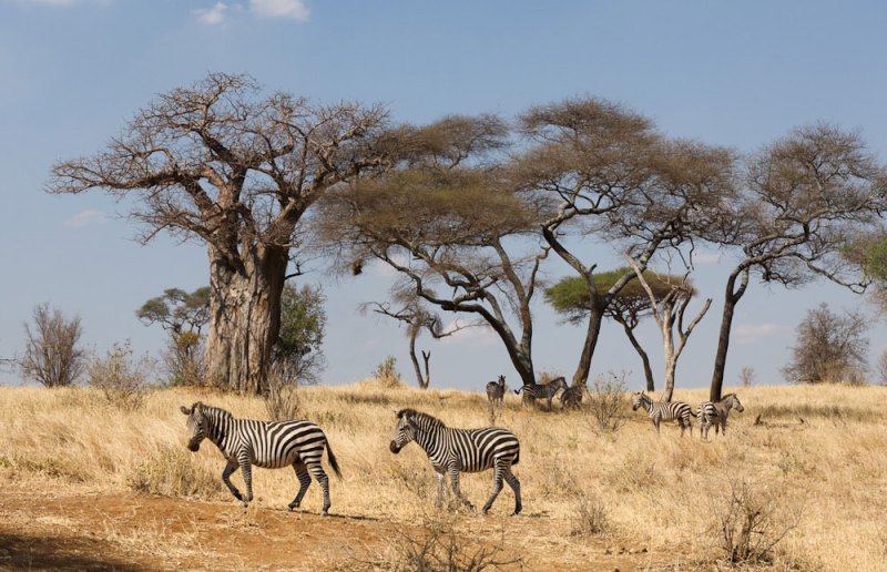 Image Slider No: 3 7 Days Tanzania Luxury Safari
