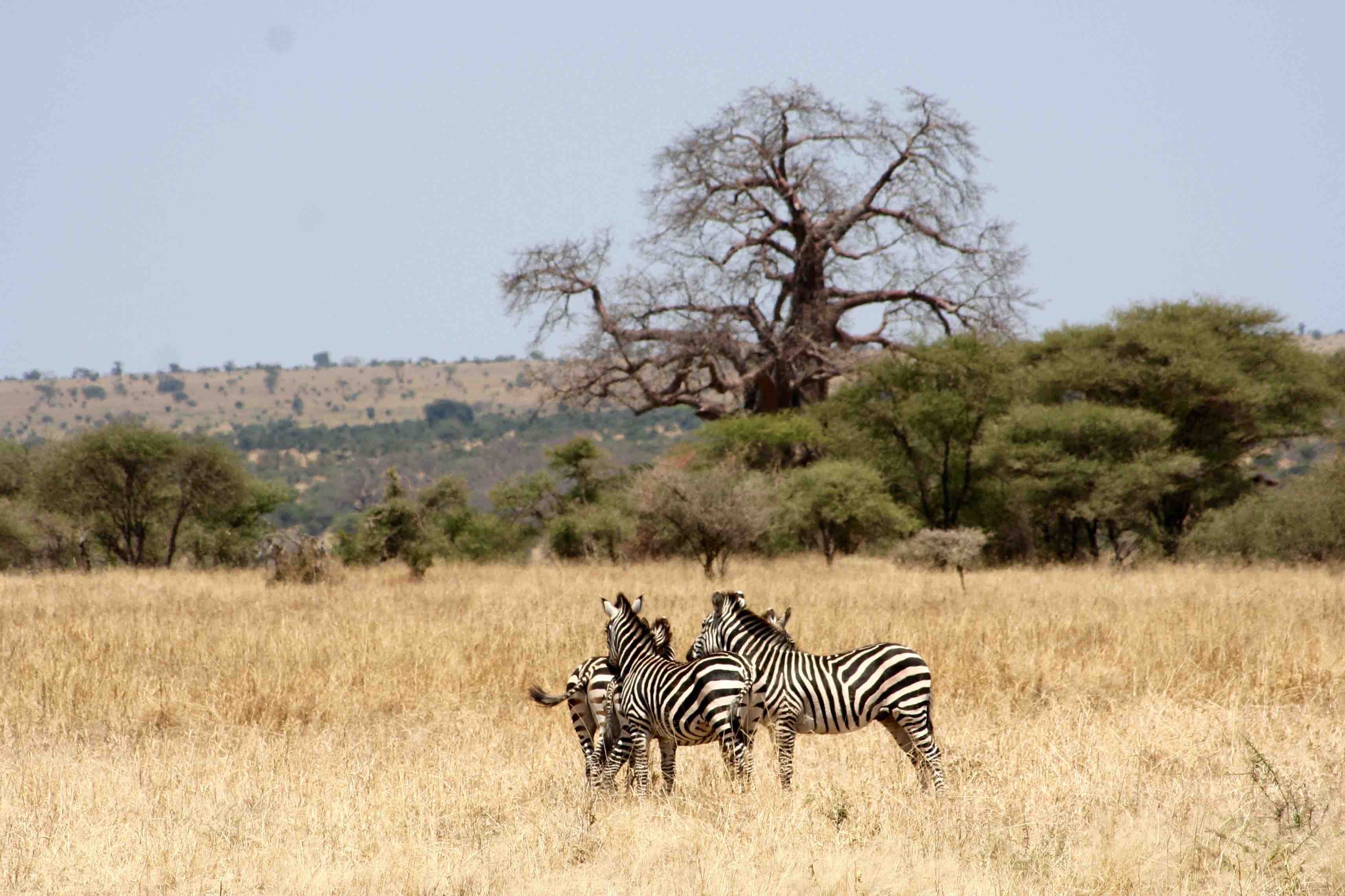 Image Slider No: 2 7 Days Tanzania Luxury Safari