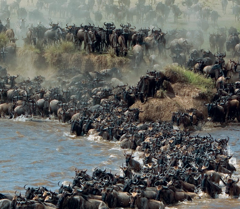 Image Slider No: 2 Wildebeest Migration